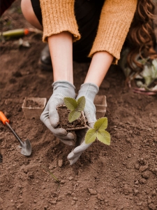 cultivar con compost